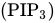 left-parenthesis PIP Subscript 3 Baseline right-parenthesis