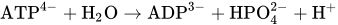 ATP Superscript 4 minus Baseline plus upper H Subscript 2 Baseline upper O right-arrow Overscript Endscripts ADP Superscript 3 minus Baseline plus HPO Subscript 4 Superscript 2 minus Baseline plus upper H Superscript plus