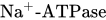 Na Superscript plus Baseline zero width space hyphen ATPase