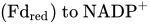 left-parenthesis Fd Subscript red Baseline zero width space right-parenthesis to NADP Superscript plus