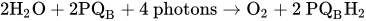 2 normal upper H 2 normal upper O plus 2 upper P upper Q Subscript normal upper B Baseline plus 4 p h o t o n s right-arrow normal upper O 2 plus 2 PQ Subscript upper B Baseline upper H Subscript 2 Baseline