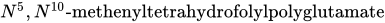 upper N Superscript 5 Baseline comma upper N Superscript 10 Baseline hyphen methenyltetrahydrofolylpolyglutamate