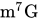 m Superscript 7 Baseline upper G