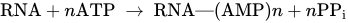 RNA plus n ATP right-arrow RNA em-dash left-parenthesis AMP right-parenthesis n plus n PP Subscript i Baseline